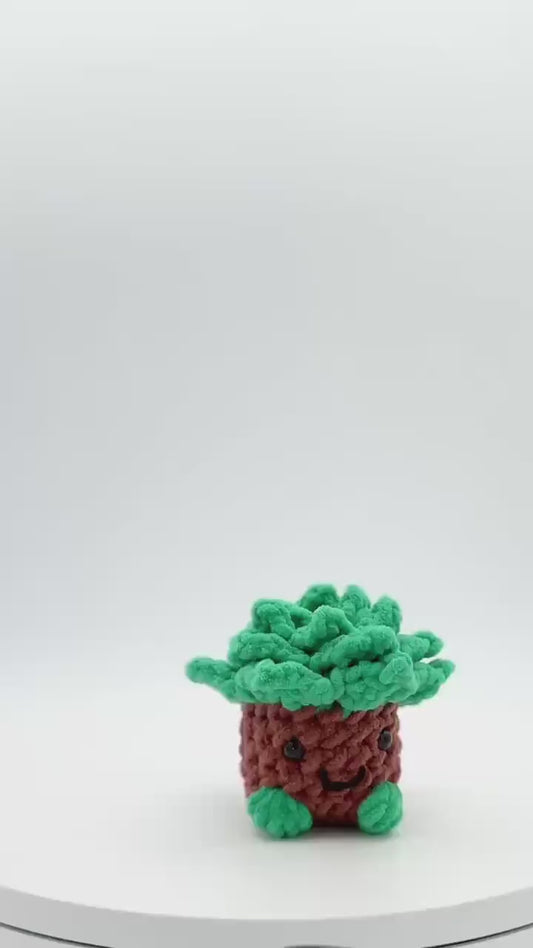 Cheeky Succulent Pal